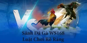 Kinh Nghiệm Chơi Đá Gà WS168 Tại SHBet Từ Các Sư Kê Lão Làng
